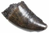 Serrated, Tyrannosaur (Nanotyrannus) Tooth - Montana #357087-1